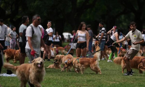 Récord dorado en Palermo: una multitud de golden retriever protagonizó una jornada&nbsp;inolvidable